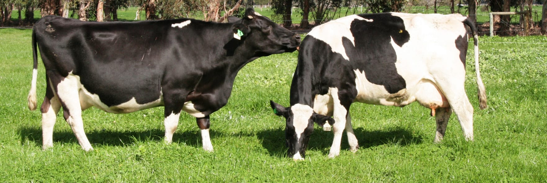 Dairy cattle welfare
