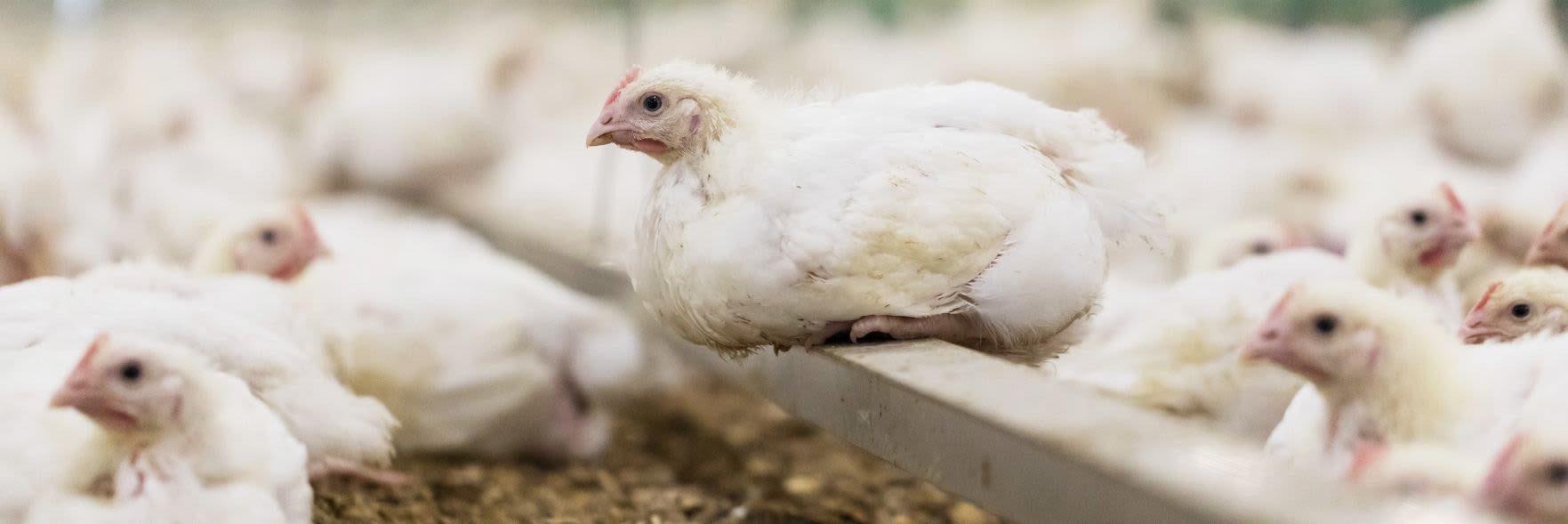 Meat chicken research