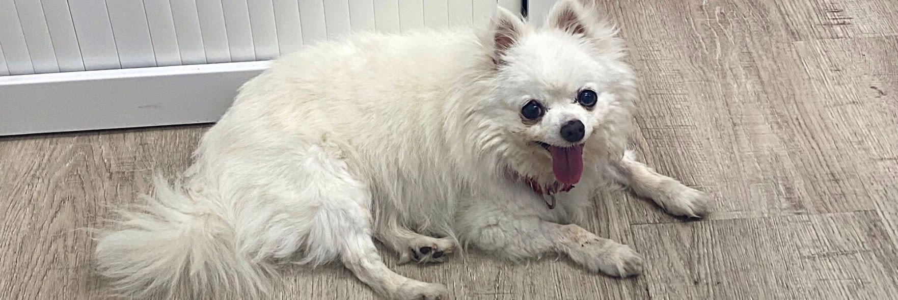 Future looks bright for sparky chap Chester