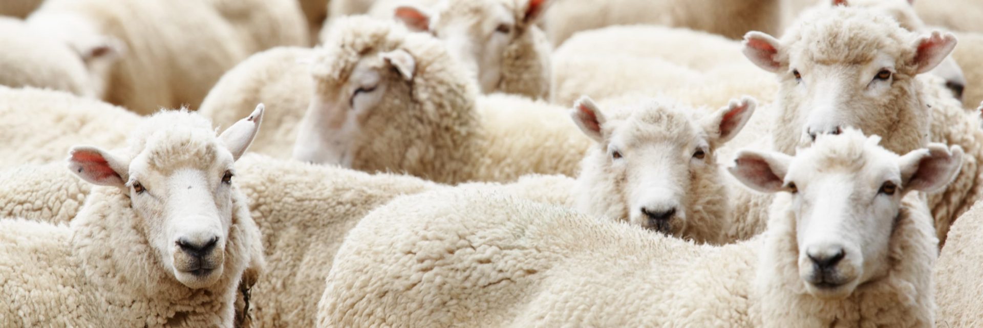 Shocking anniversary as livestock remain in limbo