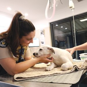 An RSPCA WA inspector takes care of a young dog, Daffodil
