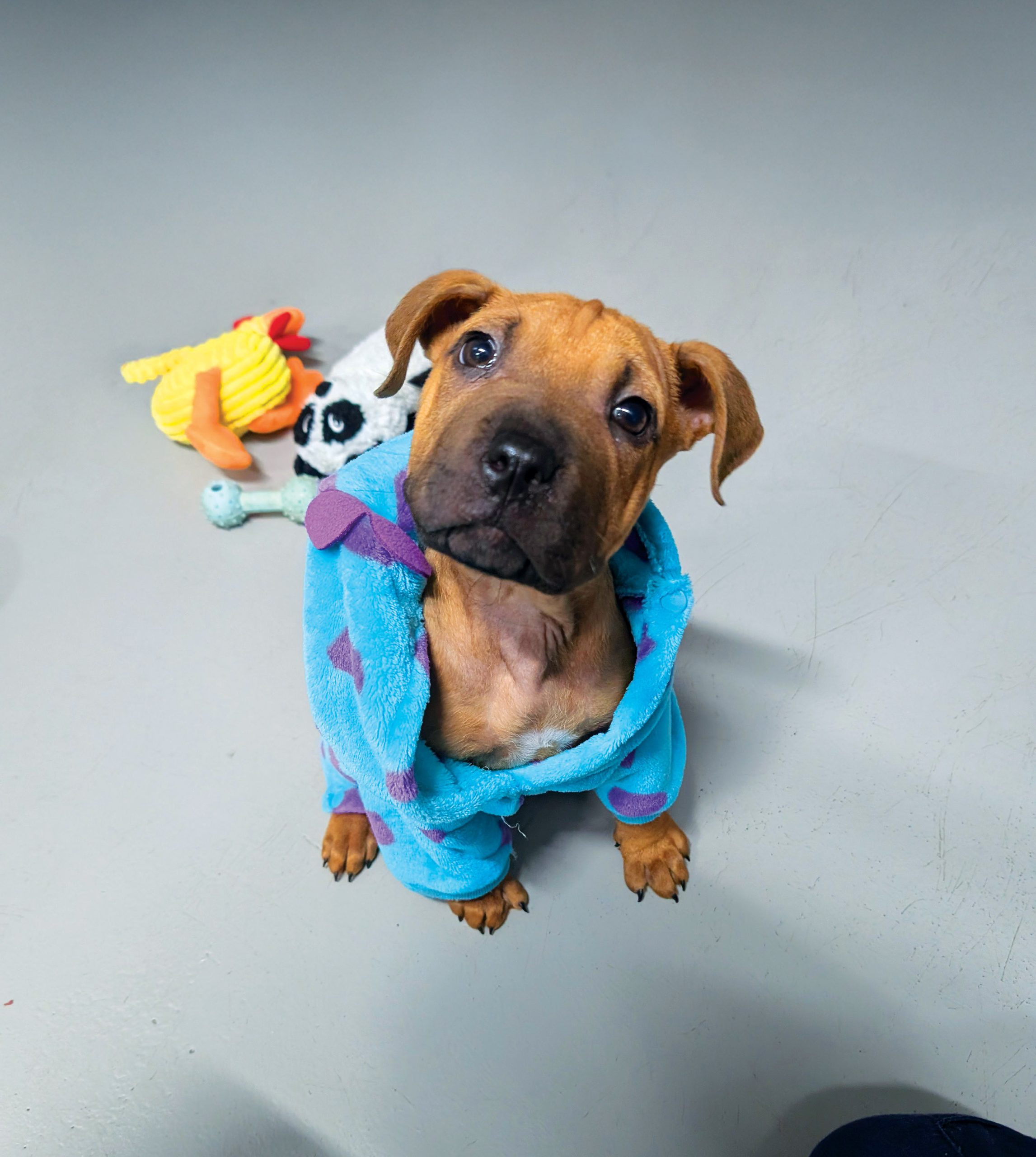 dog with pet ducky