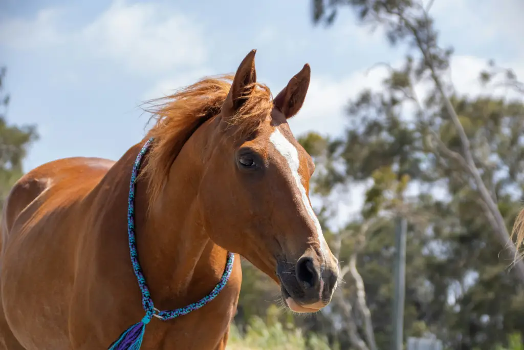 horse
