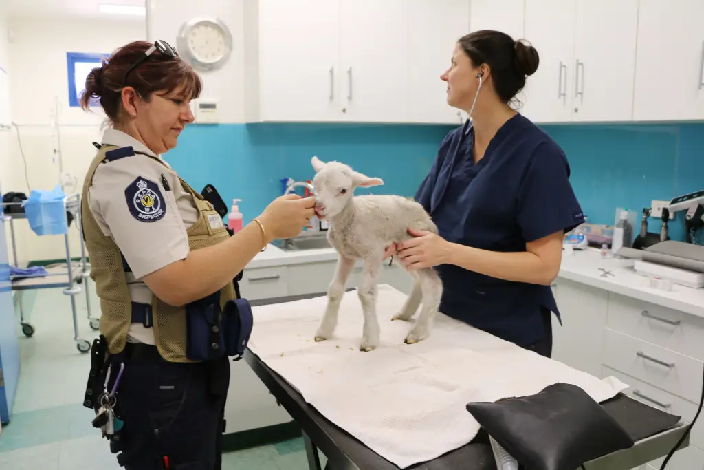 vet and inspector looking after sheep