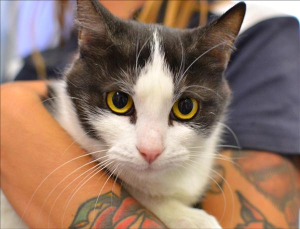 Clarice the cat