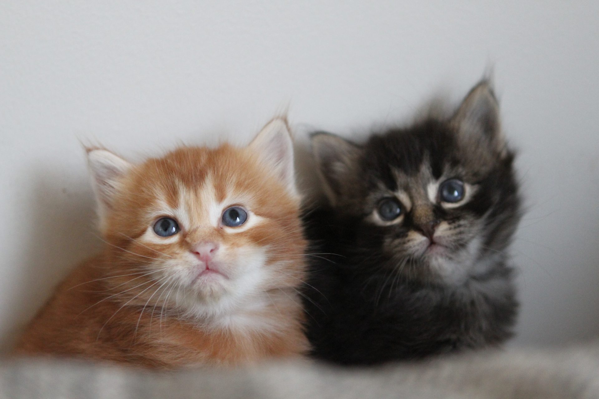 Two small kittens looking up