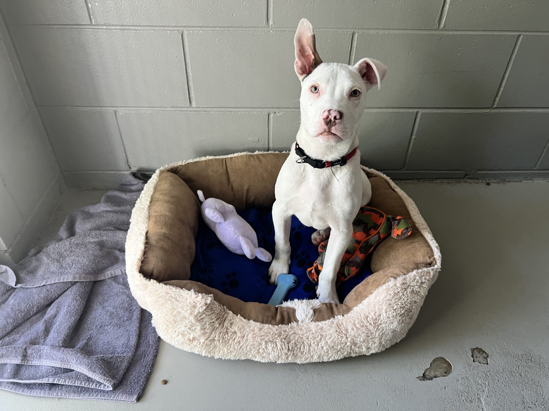 Pinkerton dog in shelter bed