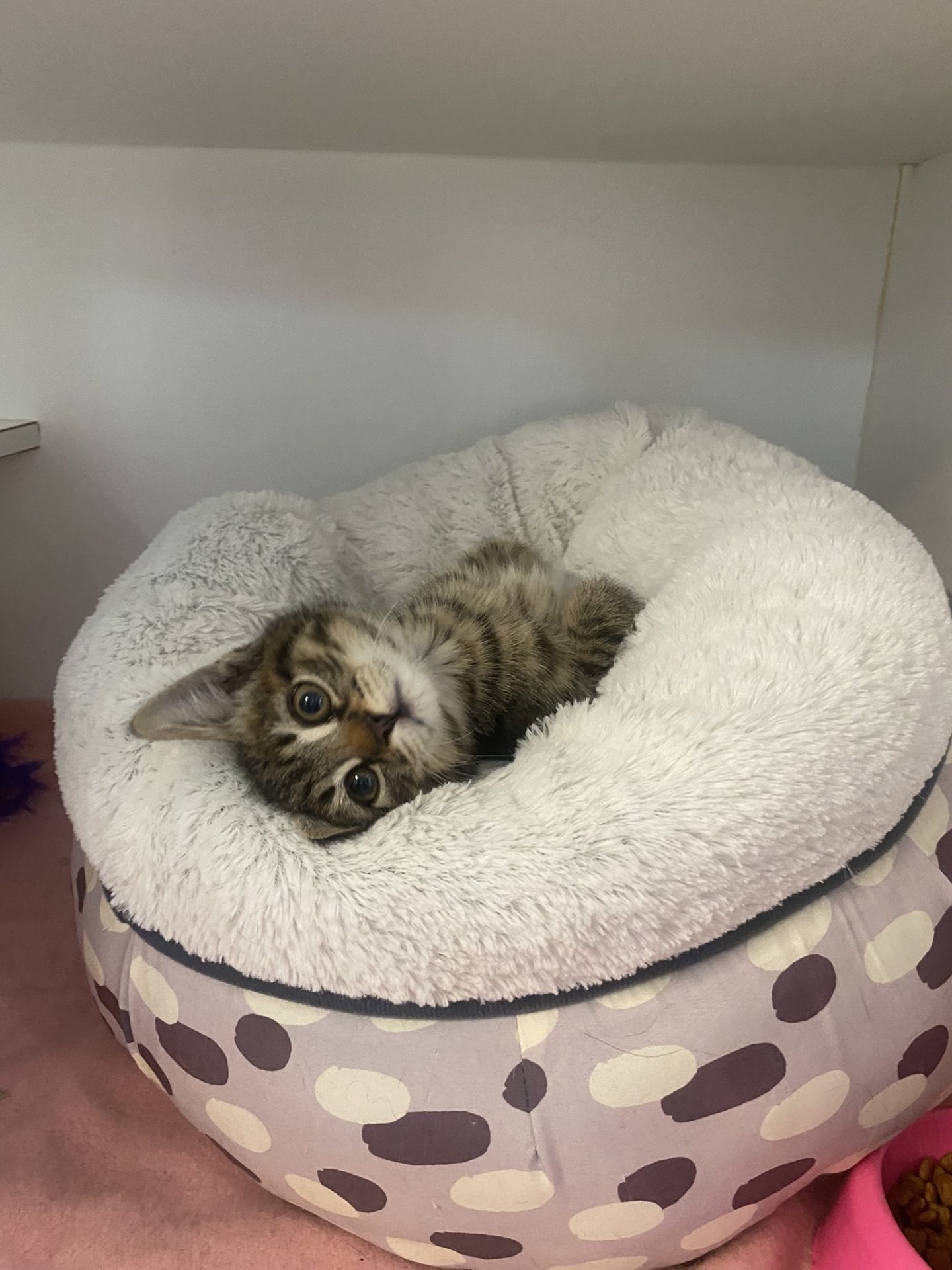 Kitten in bed