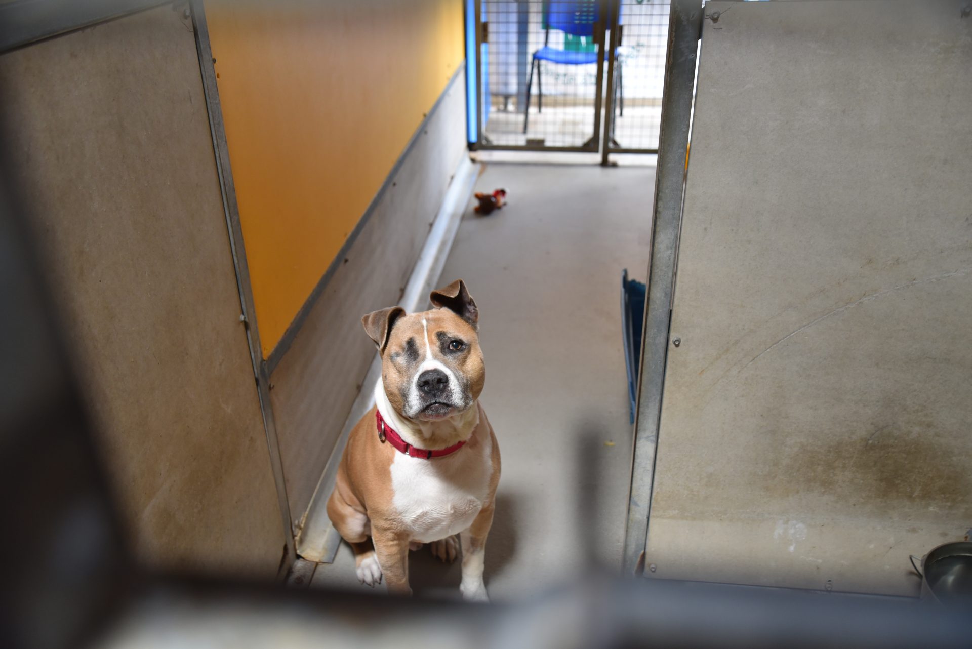 One eyed dog in kennel